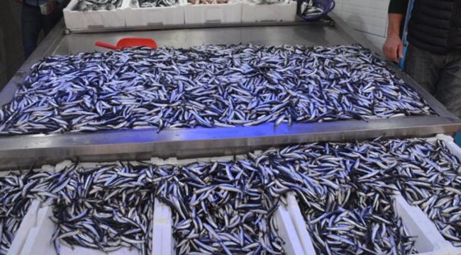 Balıkçılar hamsi için Gürcistan ve Abhazya’ya yolcusu