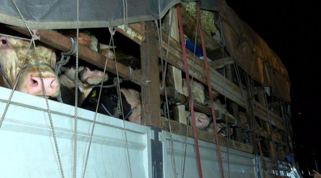 Kurbanlık hayvanların İstanbul'a girişi başladı! Tek tek kontrol edildiler