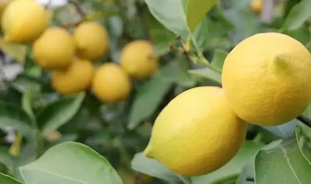 Limon ihracatındaki kısıtlama kaldırıldı